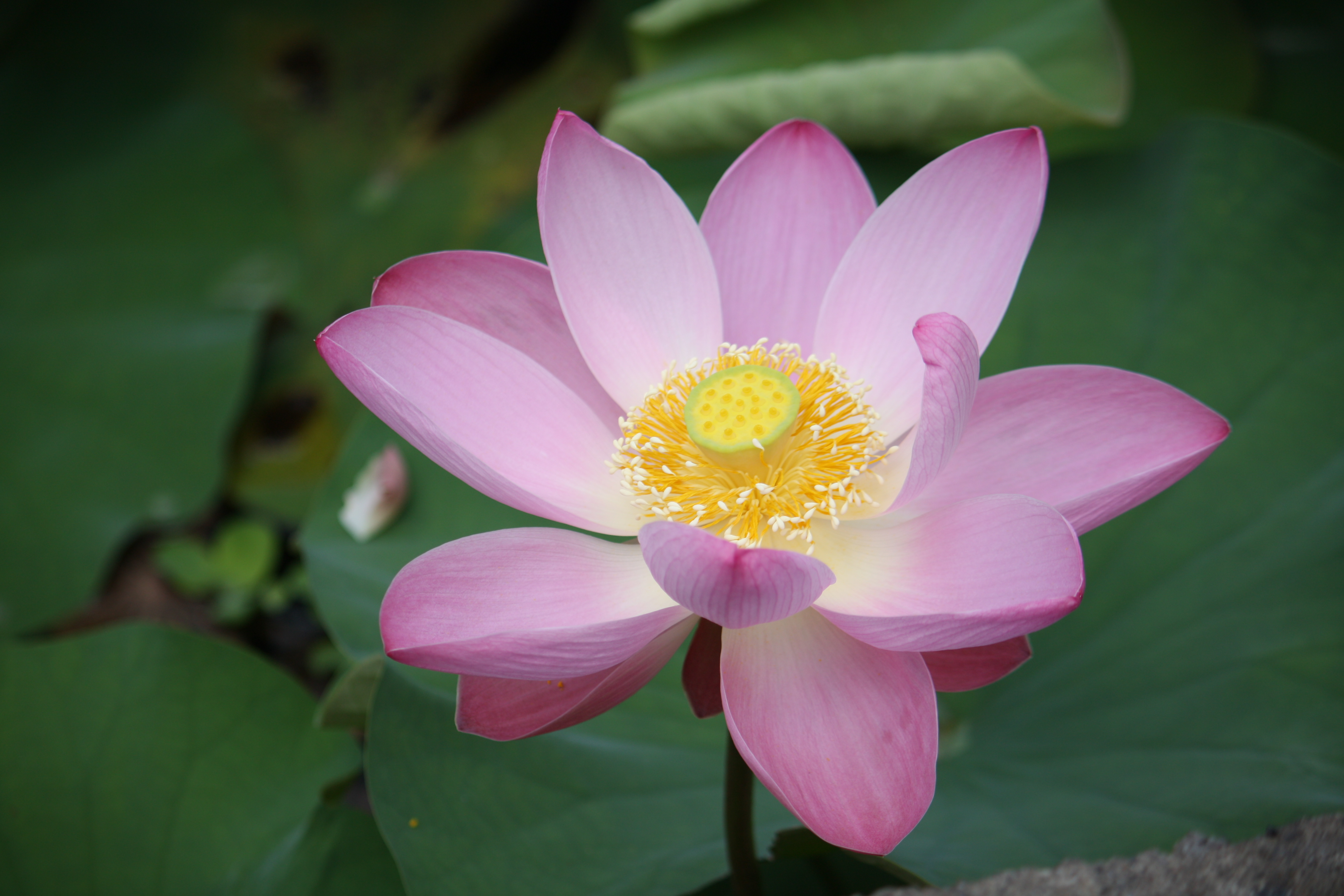 天生丽质水芙蓉，边看书来边下棋打一个正确生肖，定量解答解释落实_sl69.74.81
