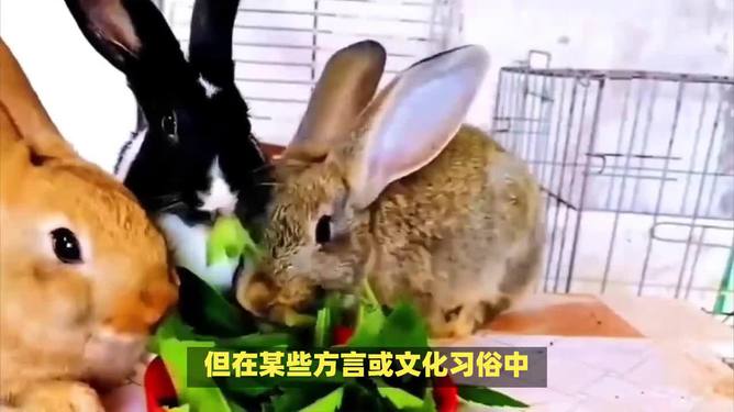 四下五上是灵码，特码四二不用查。打一个正确生肖，精准解答解释落实_ouu09.46.50