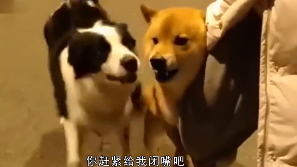 鼠目寸光看人低，狗仗人势马上红打一个正确生肖，综合解答解释落实_72z39.34.33