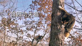 树若无花难结果实,误入奇途无所得是什么生肖，构建解答解释落实_9h746.71.68