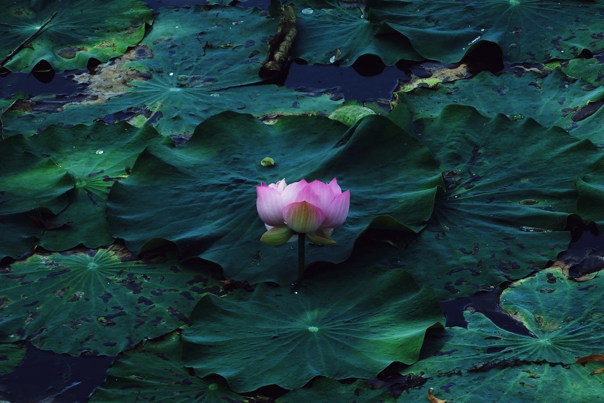 天生丽质水芙蓉，边看书来边下棋打一个正确生肖，定量解答解释落实_sl69.74.81