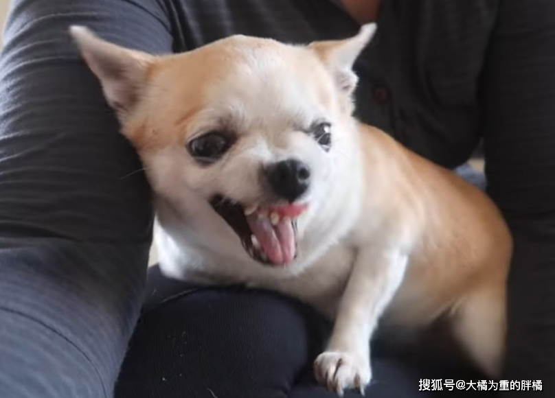鼠目寸光看人低，狗仗人势马上红打一个正确生肖，前沿解答解释落实_ln39.16.53