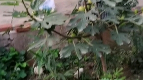 树若无花难结果实,误入奇途无所得是什么生肖，科学解答解释落实_3q52.39.11