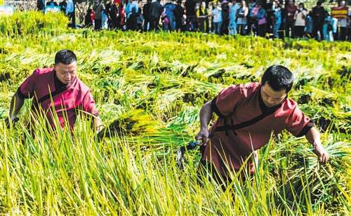 金秋丰收一地金，虎视耽耽出绿林打猜一最佳精准生肖，专家解答解释落实_kyf52.26.16