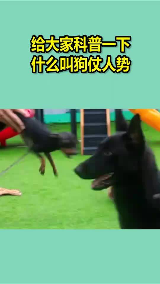 鼠目寸光看人低，狗仗人势马上红打一个正确生肖，综合解答解释落实_72z39.34.33