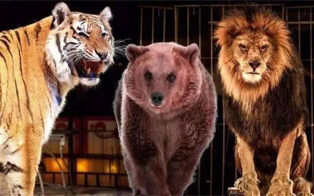 易嗔易怒，河東獅吼。本性凶残又火爆。打一个正确生肖，专家解答解释落实_bk849.54.25