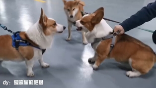 鼠目寸光看人低，狗仗人势马上红打一个正确生肖，前沿解答解释落实_ln39.16.53