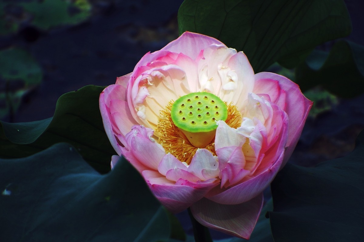 天生丽质水芙蓉，边看书来边下棋打一个正确生肖，定量解答解释落实_sl69.74.81